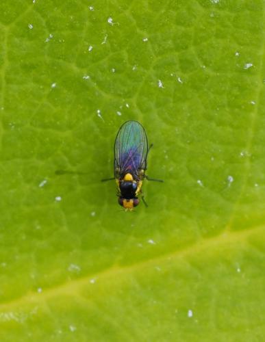 Liriomyza sp.